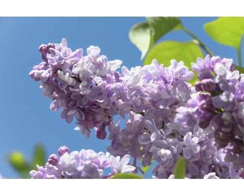 Edelflieder FloraSelf Syringa vulgaris 'Beauty of Moscow' H 60-80 cm Co 10 L