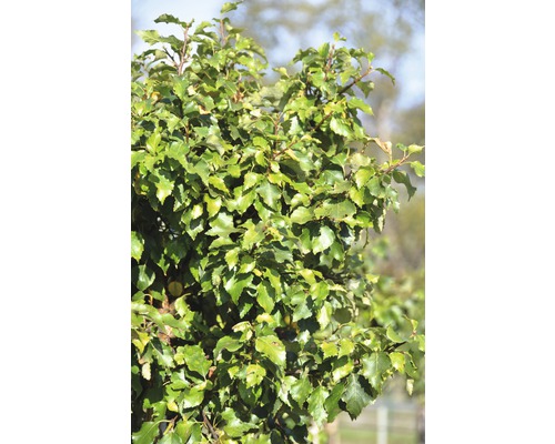 Birke FloraSelf Petula pendula 'Magical Globe' Stammhöhe ca. 125 cm Co 18 L Laubbaum mit grünen Blättern im Garten