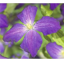 Nahaufnahme einer violetten Clematisblüte
