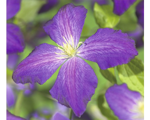 Nahaufnahme einer violetten Clematisblüte