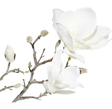 Dekorativer Magnolienzweig mit Blüten und Knospen