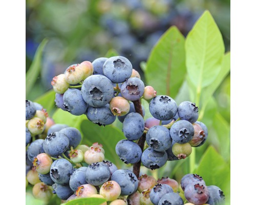 Nahaufnahme von Blaubeeren am Strauch