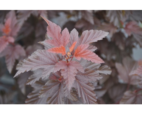 Blasenspiere FloraSelf Physocarpus opulifolius 'Little Angel' H 100-125 cm Co 18 L