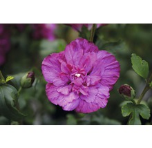 Nahaufnahme einer rosafarbenen Hibiskusblüte