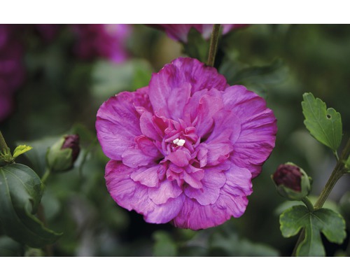 Garteneibisch FloraSelf Hibiscus syriacus 'Magenta Chiffon' H 50-60 cm Co 4,5 L halbgefüllte Blüten