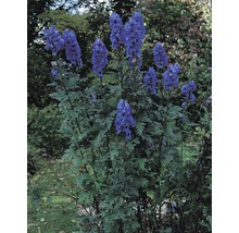 Eisenhut FloraSelf Aconitum carmichaelii 'Arendsii' H 5-20 cm Co 0,5 L