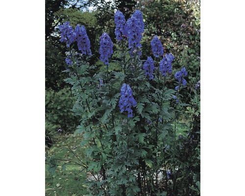 Garten Szene mit blühendem Eisenhut