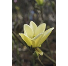 Gelbe Magnolienblüte am Magnolienbaum