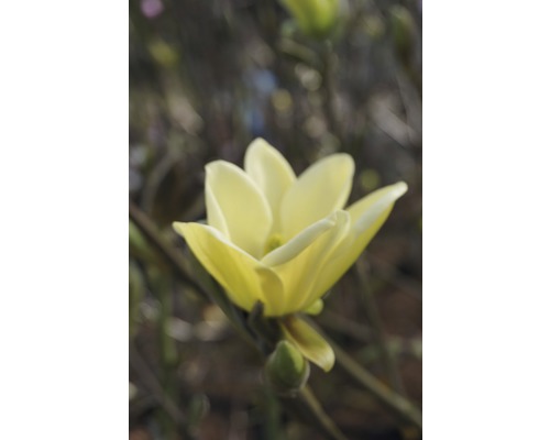 Magnolie FloraSelf Magnolia stellata 'Gold Star' H 100-125 cm Co 10 L