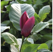Magnolienblüte mit Blättern
