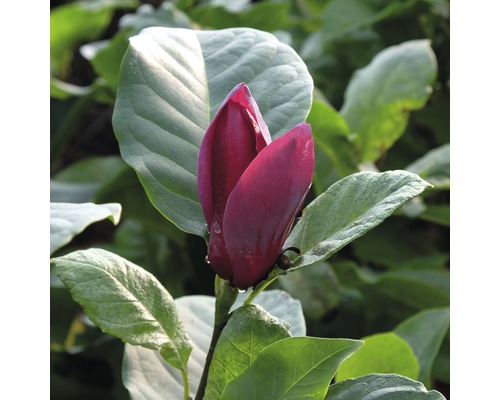 Magnolienblüte mit Blättern