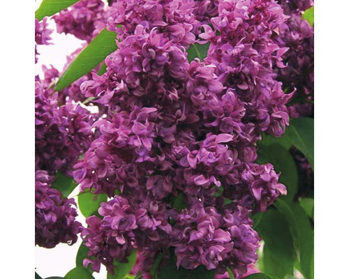 Edelflieder FloraSelf Syringa vulgaris 'Mrs. Edward Harding' H 60-80 cm Co 10 L