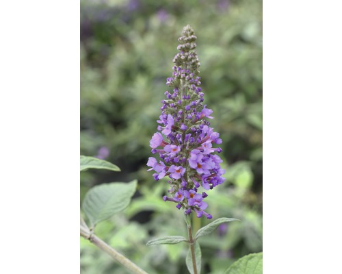 Sommerflieder FloraSelf Buddleja davidii POQUITO ® Lavender Cupcake ® H ca. 40 cm Co 4,5 L