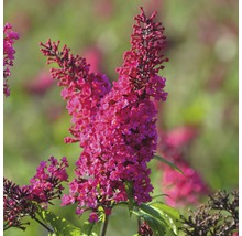 Schmetterlingsflieder mit Blüten