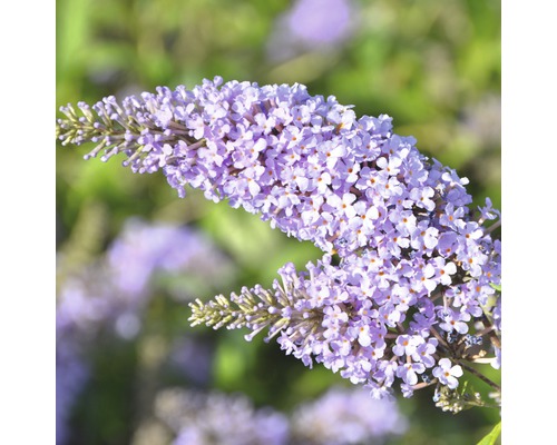 Sommerflieder FloraSelf Buddleja davidii 'Monarch Glass Slippers' ® H ca. 40 cm Co 4,5 L