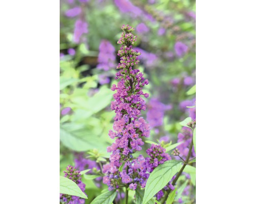 Sommerflieder FloraSelf Buddleja dav. POQUITO ®'Orchid Annie' H ca. 40 cm Co 4,5 L Schmetterlingsflieder mit Blütenstand