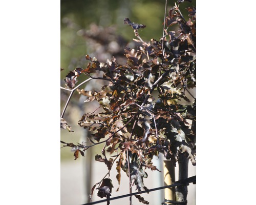 schwarzrote Hängebuche FloraSelf Fagus sylvatica 'Rohans Weeping' Stamm 180 cm Co 18 L