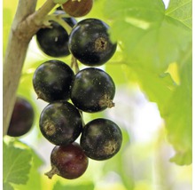Schwarze Johannisbeere Hof:Obst Ribes nigrum 'Bona' ® H 30-40 cm Co 3,4 L