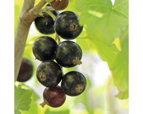 Schwarze Johannisbeere Hof:Obst Ribes nigrum 'Bona' ® H 30-40 cm Co 3,4 L