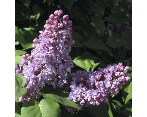 Edelflieder FloraSelf Syringa vulgaris 'Mrs Edward Harding' H 40-60 c Co 3 L, gefüllte, duftende Blüte