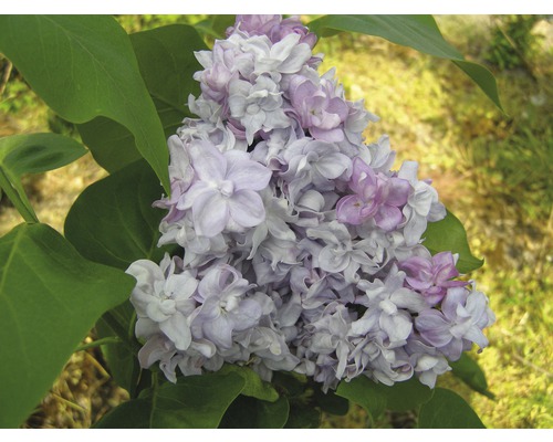 Edelflieder FloraSelf Syringa vulgaris 'Katherine Havemeyer' H 40-60 cm Co 3 L, duftende Blüte