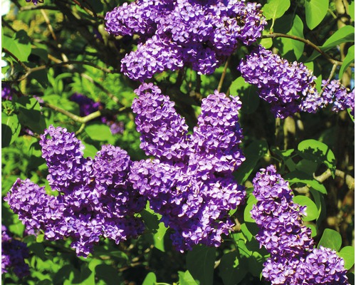 Edelflieder FloraSelf Syringa vulgaris 'Lavender Lady' H 40-60 cm Co 3 L, duftende Blüte