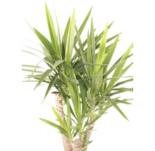 Riesen-Palmlilie, Yuccapalme verzweigt FloraSelf Yucca elephantipes H 70-80 cm Ø 24 cm Topf