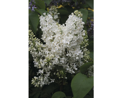 Edelflieder FloraSelf Syringa vulgaris 'Mme Florent Stepman' H 40-60 cm Co 3 L