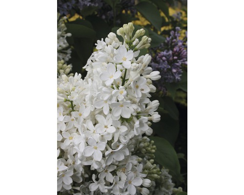 Edelflieder FloraSelf Syringa vulgaris'Primrose' H 40-60 cm Co 3 L