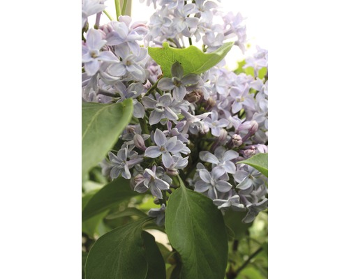 Edelflieder FloraSelf Syringa vulgaris 'Président Grévy' H 60-80 cm Co 10 L, gefüllte, duftende Blüte