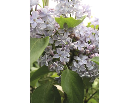 Edelflieder FloraSelf Syringa vulgaris 'Président Grévy' H 60-80 cm Co 10 L