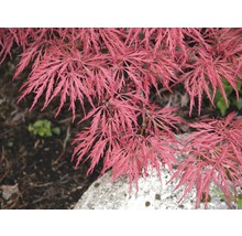 Detailaufnahme von japanischem Ahorn mit feinen Blättern