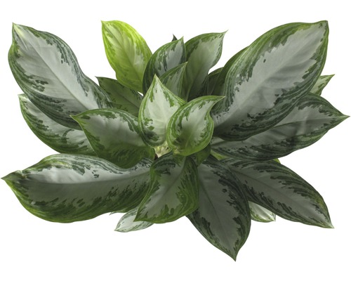 Aglaonema Zimmerpflanze mit Blättern