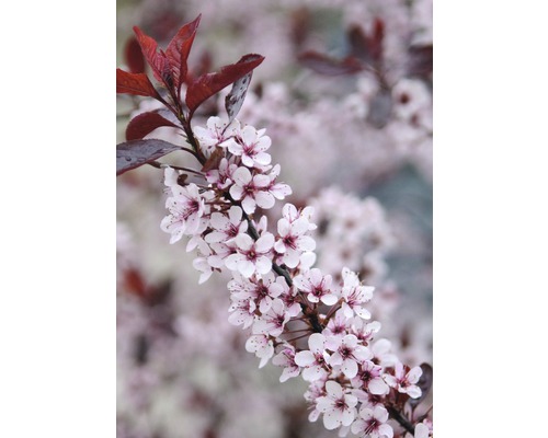 Zwerg-Blut-Pflaume FloraSelf Prunus cistena Halbstamm 40 cm H 60-100 cm Co 6 L