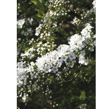 Blühender Spierstrauch mit weißen Blüten