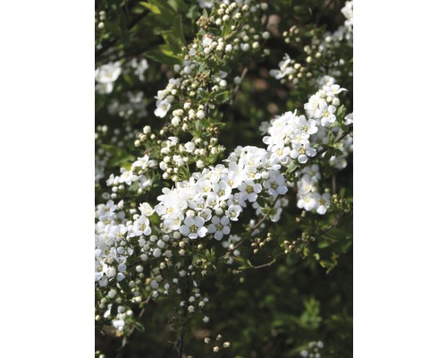 Weiße Rispenspiere FloraSelf Spiraea cinerea "Grefsheim" H 80-100 cm Co 10 L Blühender Spierstrauch mit weißen Blüten