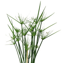 Zyperngras Pflanze für den Gartenteich