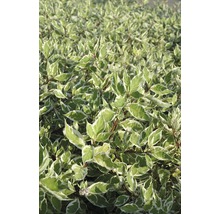 Purpur-Hartriegel FloraSelf Cornus alba "Sibirica Variegata" H 80-100 cm Co 10 L