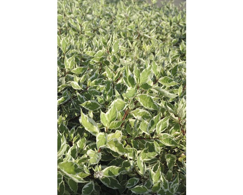 Purpur-Hartriegel FloraSelf Cornus alba "Sibirica Variegata" H 80-100 cm Co 10 L Hartriegel mit Blättern
