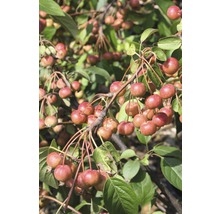 Zierapfel FloraSelf Malus "Red Sentinel" Halbstamm 40 cm H 100-125 cm Co 6 L