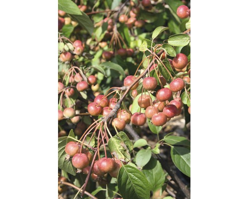 Zierapfel FloraSelf Malus "Red Sentinel" Halbstamm 40 cm H 100-125 cm Co 6 L