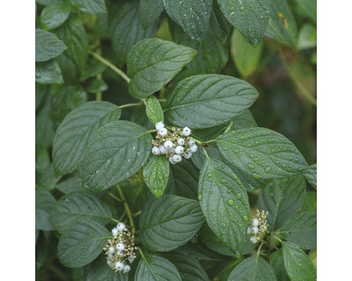 Gelbholziger Hartriegel FloraSelf Cornus stolonifera "Flaviramea" H 80-100 cm Co 10 L