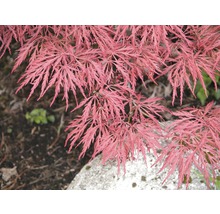 roter Schlitzahorn FloraSelf Acer palmatum 'Dissectum Garnet' H 80-100 cm Co 10 L