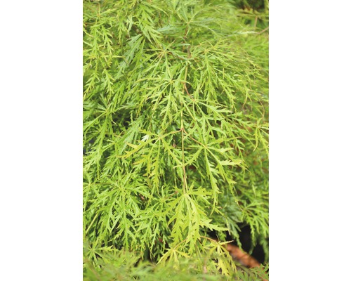 grüner Schlitzahorn FloraSelf Acer palmatum 'Dissectum Viridis' H 80-100 cm Co 10 L Nahaufnahme von Fächerahorn-Blättern