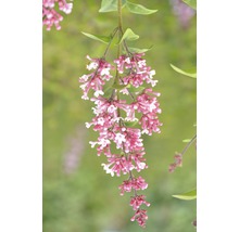 Blütenstand mit rosa und weißen Blüten