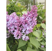 Blühender Fliederstrauch mit grünen Blättern