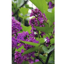 Nahaufnahme von lila Fliederblüten mit grünen Blättern