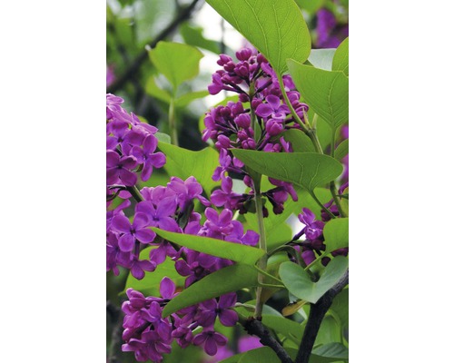 Nahaufnahme von lila Fliederblüten mit grünen Blättern