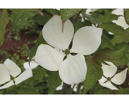 Blumen-Hartriegel FloraSelf Cornus kousa 'Venus'® H 125-150 cm Co 18 L