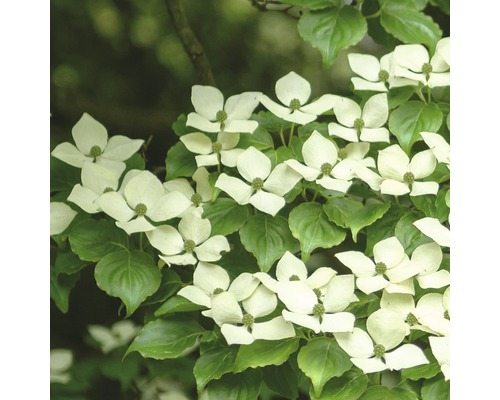 Chinesischer Blumen-Hartriegel FloraSelf Cornus kousa 'China Girl' H 100-125 cm Co 18 L